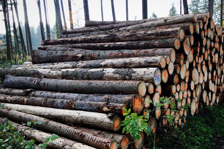 Tenaga Teknis Pengelolaan Hutan Produksi Lestari (PHPL)