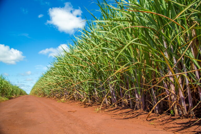 Lean Supply Chain dalam Agroindustri