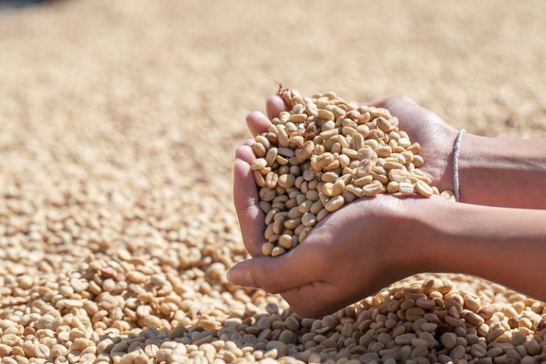 Sertifikasi Kompetensi Pelaksana Produksi Benih by BNSP